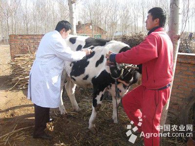 1、奶牛各階段飼料配方