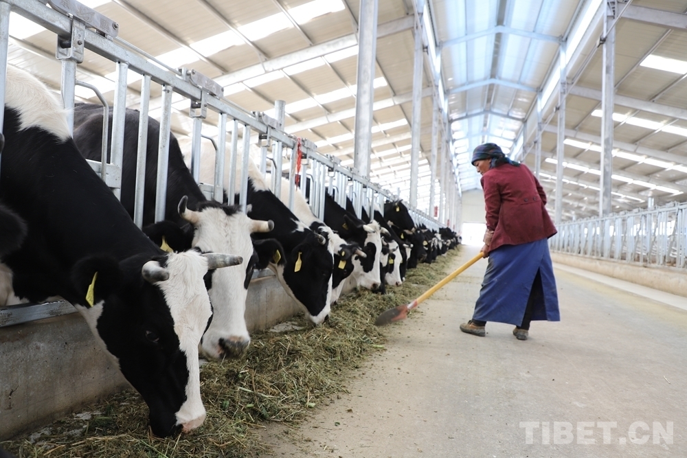 4、奶牛飼料品牌