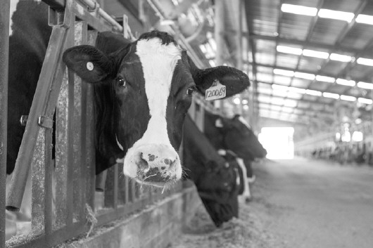 1、奶牛各階段飼料配方