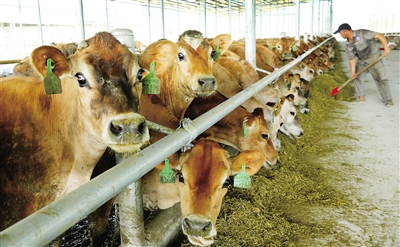 2、奶牛各階段飼料配方